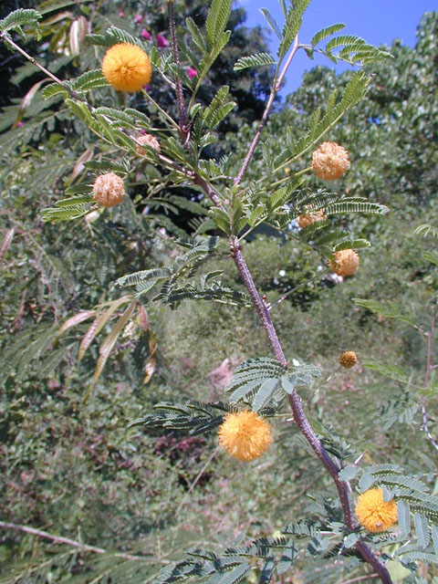 Acacia farnesiana2.jpg